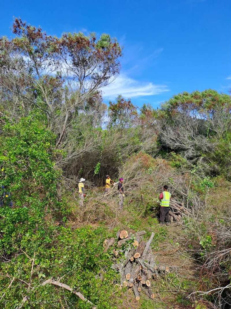 Invasive plant control, Langvlei Dunes — Six Kingdoms land management